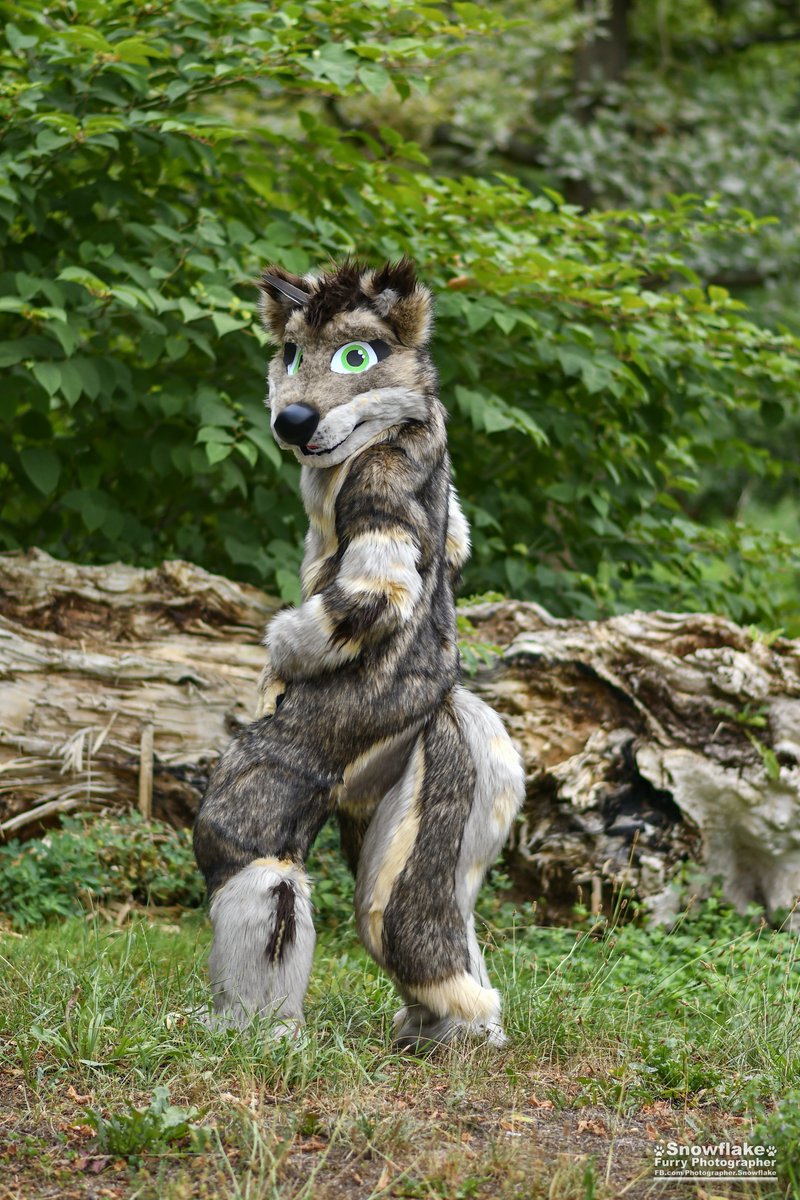 Snow_F_Photo's tweet photo. Atrixel finally got his wolf fursuit. This was his first photoshoot. 
#fursuitfriday #fursuit #wolf

Fursuiter: Atrixel
Fursuit Maker: Chari &amp; Winston - fursuit makers https://t.co/uAjxQ2g8P4