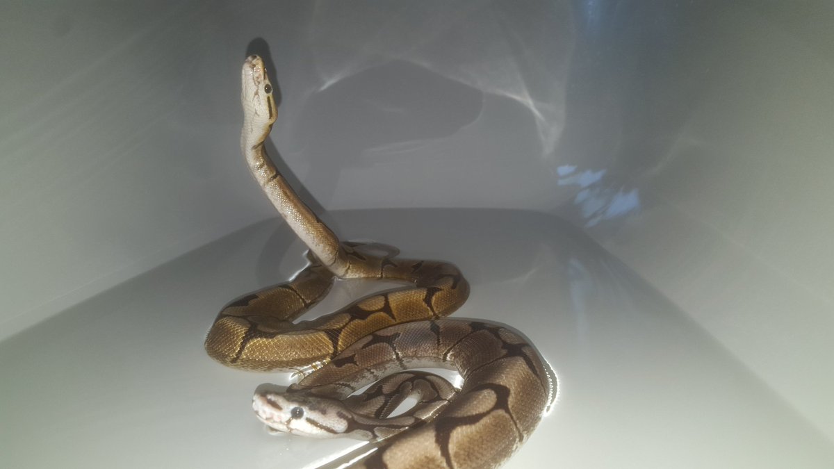 AntonioExotics's tweet photo. Snakes in the tub! 😂✌
#reptiles #snake #snakes #ballpython #ballpythons #spiderballpyton https://t.co/Xgin8Hddg7