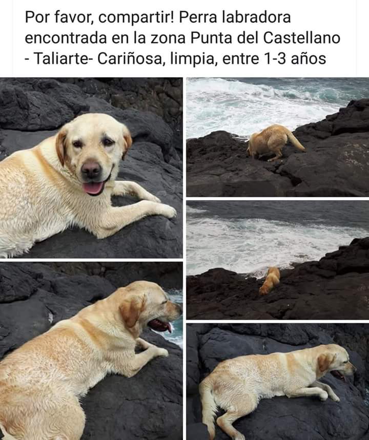 ritavon2's tweet photo. Por favor difundan .....puede estar perdida 

Está en la perrera municipal del ayuntamiento de Telde https://t.co/wKDigkAQZd