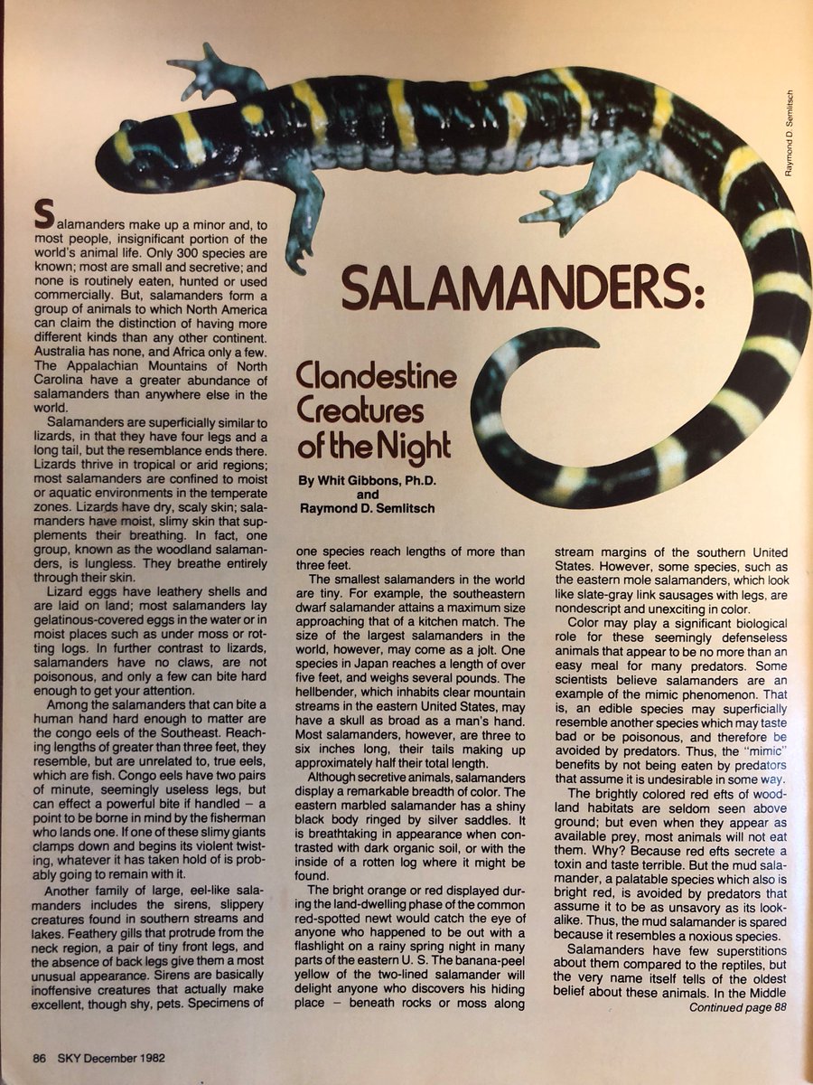 Tested mature salamander