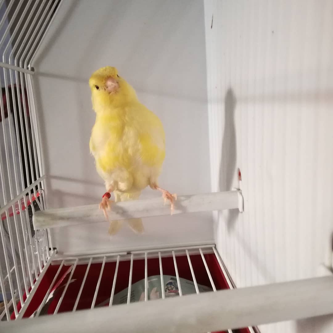 AviarioIO's tweet photo. El mismo del vídeo y otro hermano. https://t.co/xdLpndJj5r