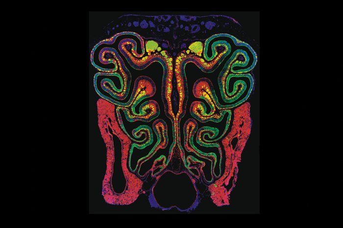 CIRMnews's tweet photo. Step right up, folks! Get yer free issue of the Stem Cellar Weekly Roundup: Knowing the nose, #stemcell stress during #cancer therapy and cell fate math. https://t.co/Y4xUtuRsqE https://t.co/CQukHKWTmZ