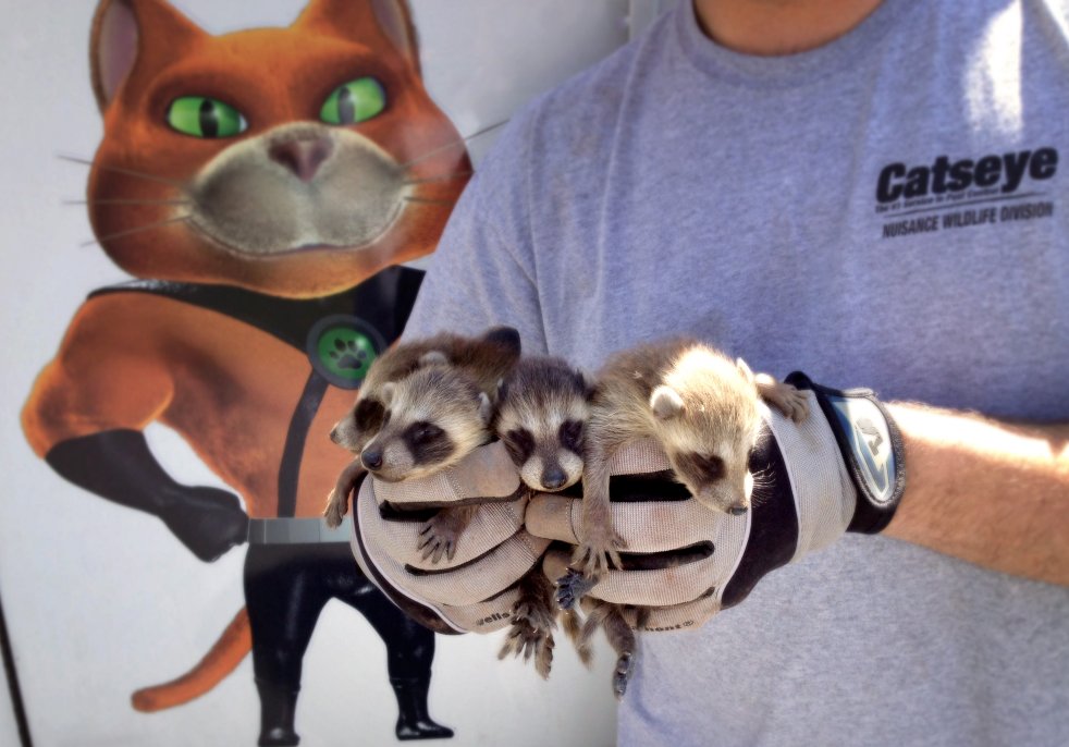 CatseyePest's tweet image. Raccoons may be cute, but they can also transmit a variety of diseases.  Learn more: bit.ly/2MeU4n3 #raccoons #pestcontrol #catseyepestcontrol