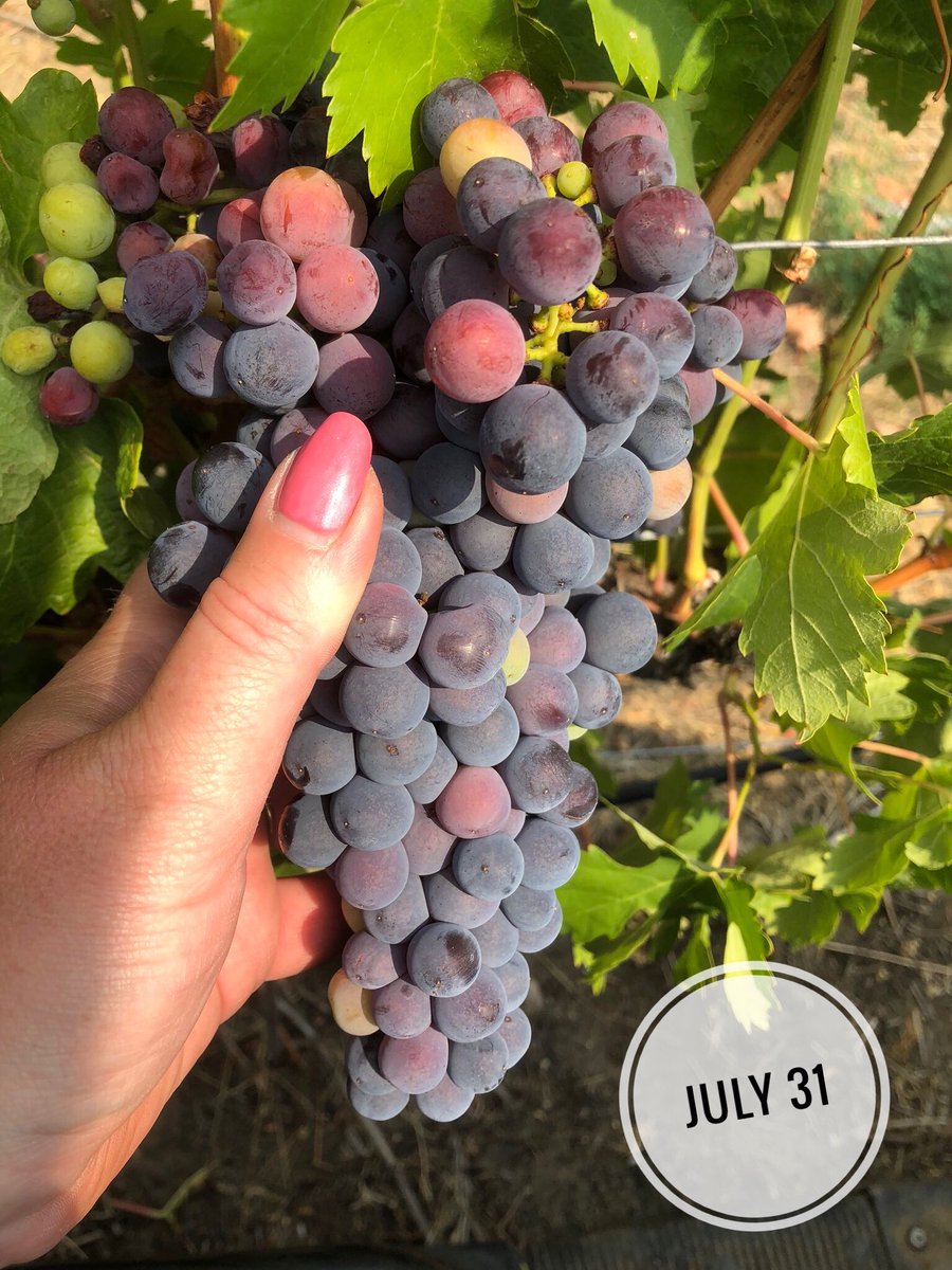 mooncurser's tweet photo. Shades of Tempranillo...what a difference just over a week makes!
#BCWine #Veraison #MoonCurser #Osoyoos #OsoyoosWineries #UncorktheSun https://t.co/vNLzh1sQOD