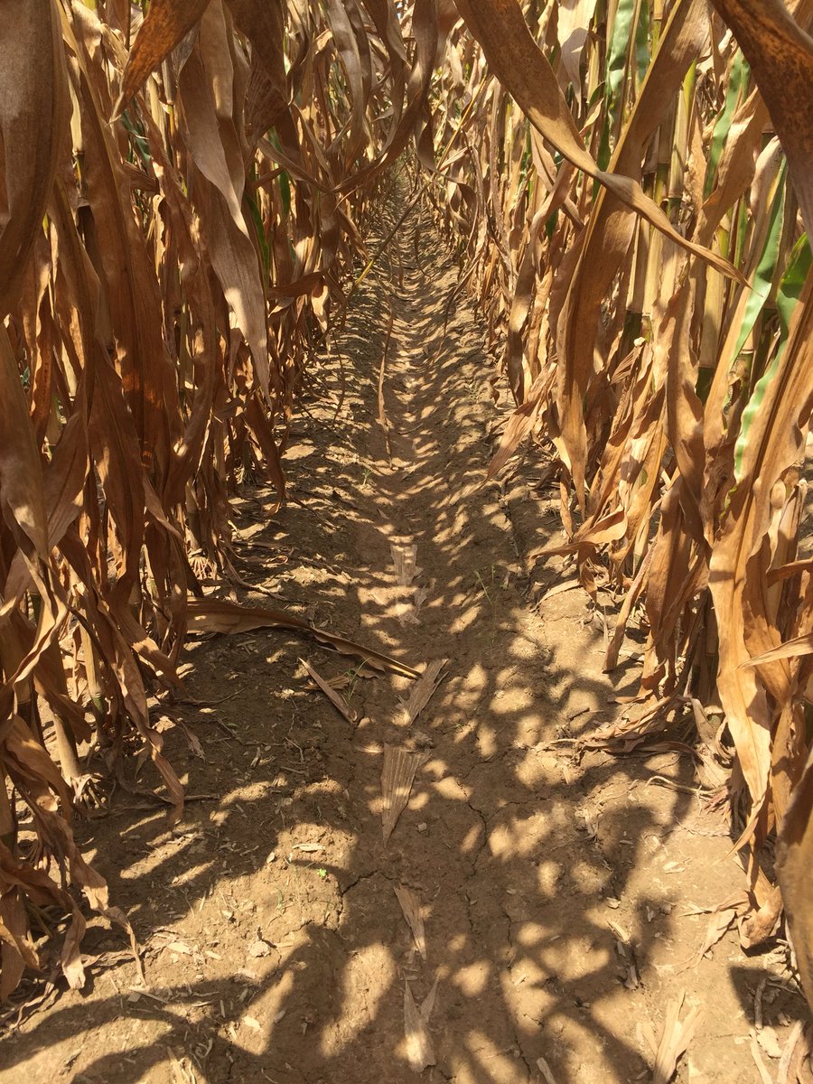 rchadnelson's tweet image. As harvest in the South begins , I wish everyone a safe and bountiful harvest. If your corn isn’t this clean,  you may want to consider using Corvus or Capreno next year. #Capreno #Harvest2018