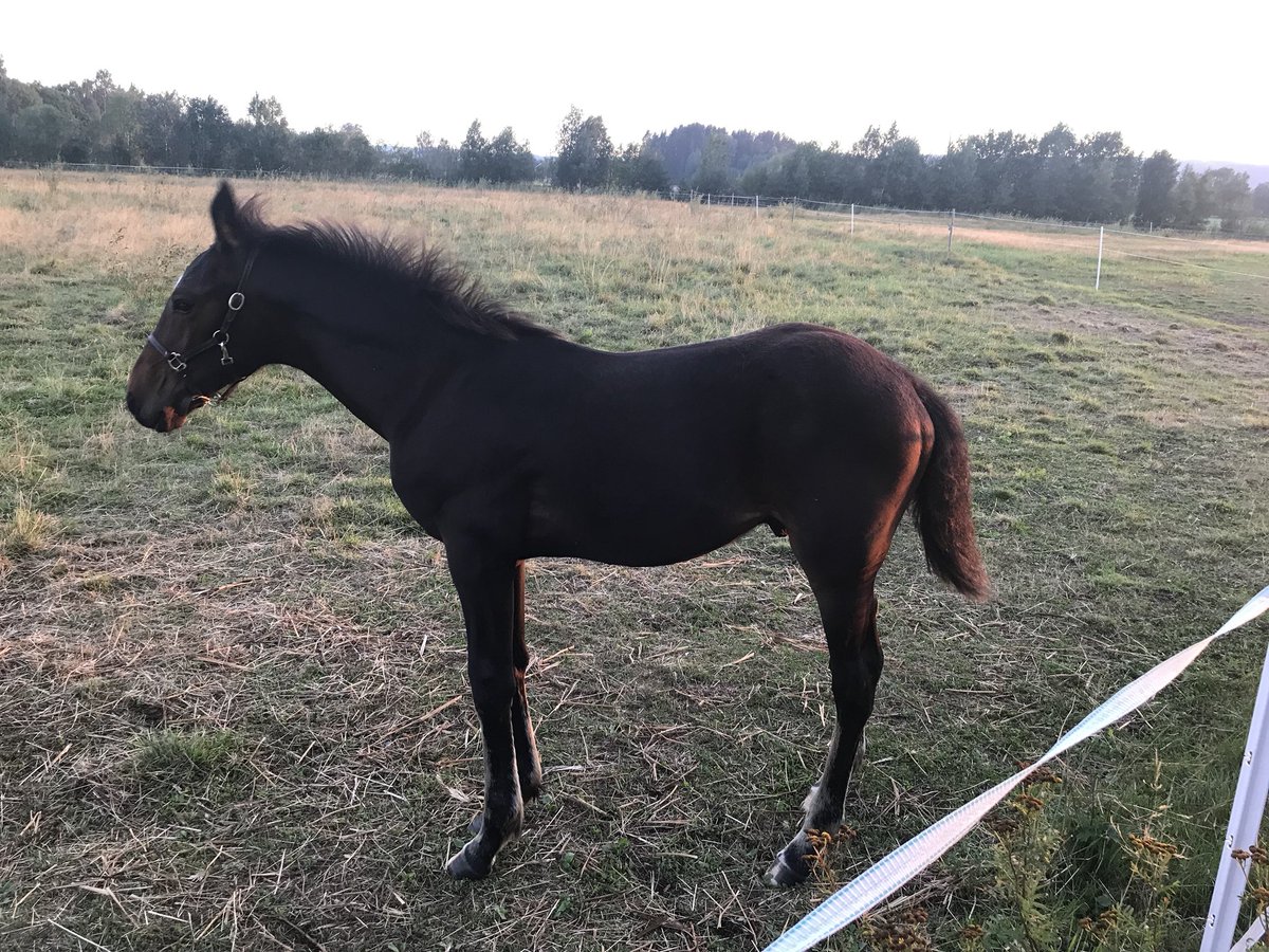 MillieMillio's tweet image. Framtiden.. #Trav #FatherPatrick @StallZet