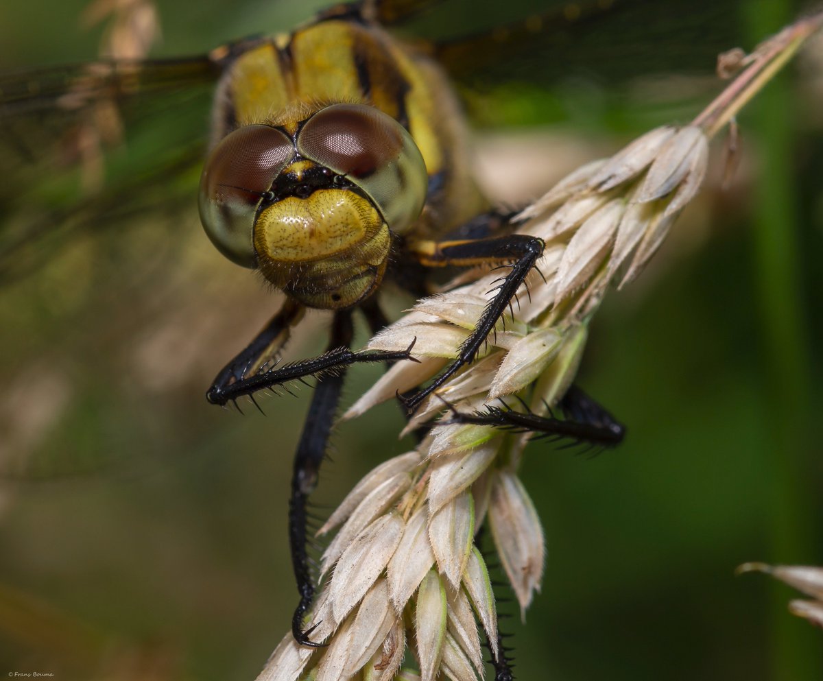 Uploaded 31 new macro photos to my site: fransbouma.com/de-elzen-19-ju… Shot in De Elzen, The Netherlands on June 19th 2018. 
Shots below: /Ischnura elegans/ (male), /Haematopota pluvialis/, /Sicus ferrugineus/ and /Sympetrum sanguineum/ (female)