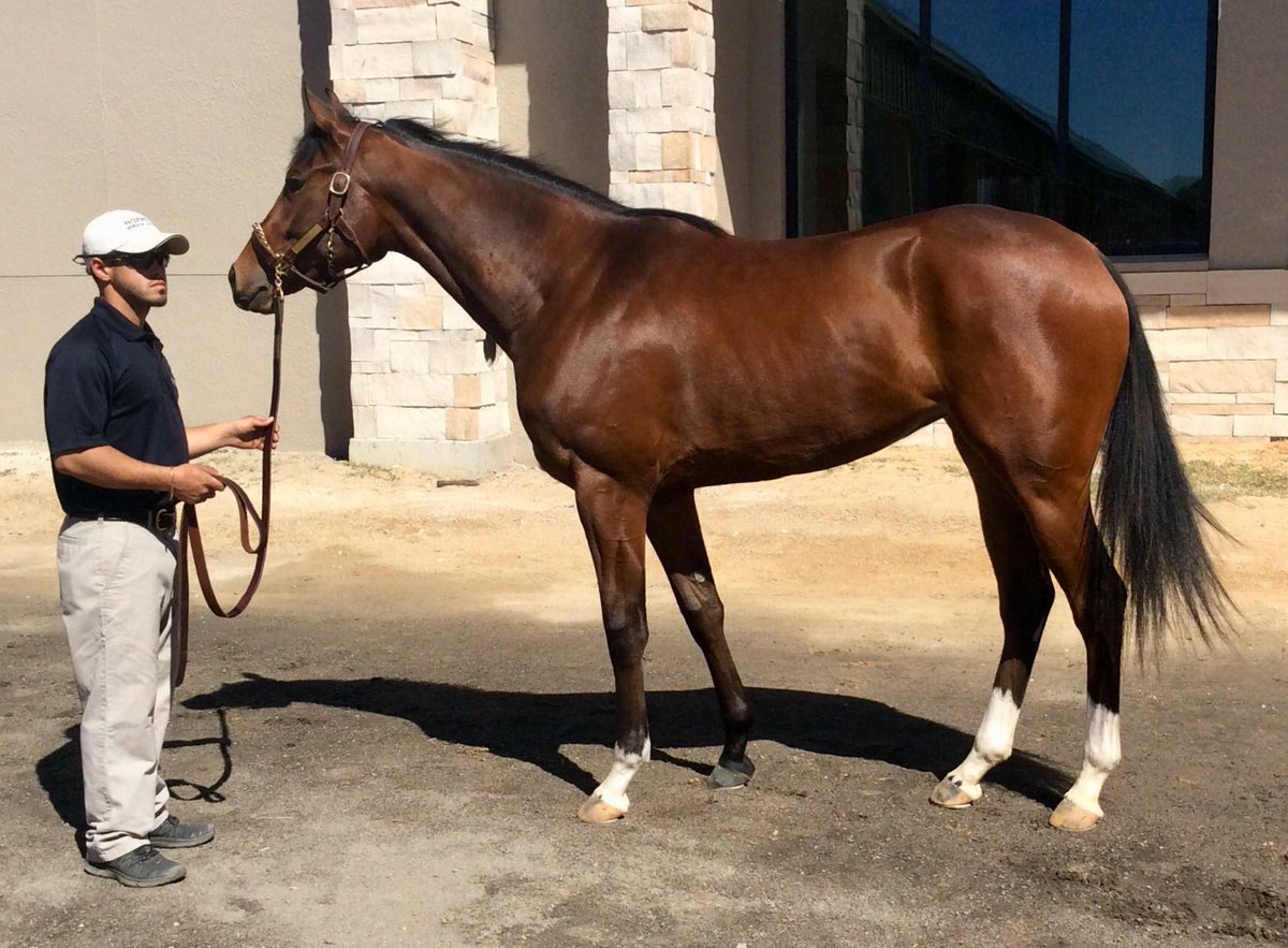 AirdrieStud's tweet photo. #Pakhet by #CairoPrince showed plenty of ability drawn wide on debut at #Saratoga @TheNYRA - better luck next time @EclipseTBP @jjcjockey https://t.co/vpfZGfFWpa