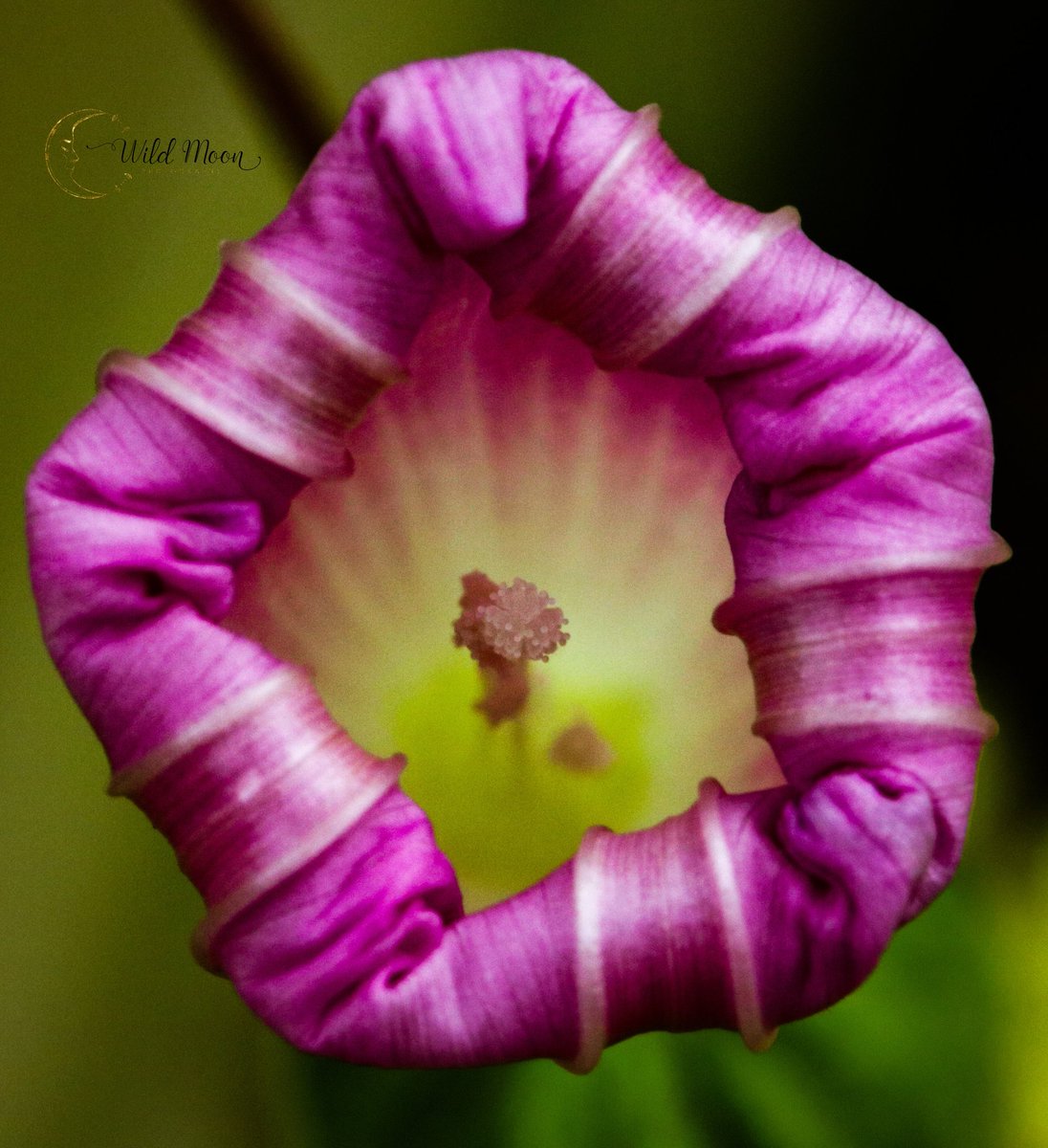 WildMoonPhoto's tweet photo. Morning Glory @TheFlowerWorld @MacroLensClub @MacroPhotoFun @MacroHour @macro #canon #canonphoto #photography #macrophotography #art #macroflower #photo #nature #naturephoto #bloom #blooming @Nature_Spot @EnjoyNature @natureslover_s https://t.co/iLYl1qgy7g