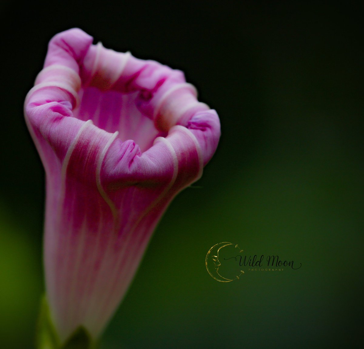 WildMoonPhoto's tweet photo. Blooming @PROTECTNATURE_ @Nature_Spot @EnjoyNature @NaturePhotoNet @TheFlowerWorld @MacroLensClub @MacroPhotoFun @MacroHour @CanonUSAimaging @CanonUSA @photographt #photography #macrophoto #macrophotography #Macro #macroflower @capital https://t.co/n9GxqHrfxO