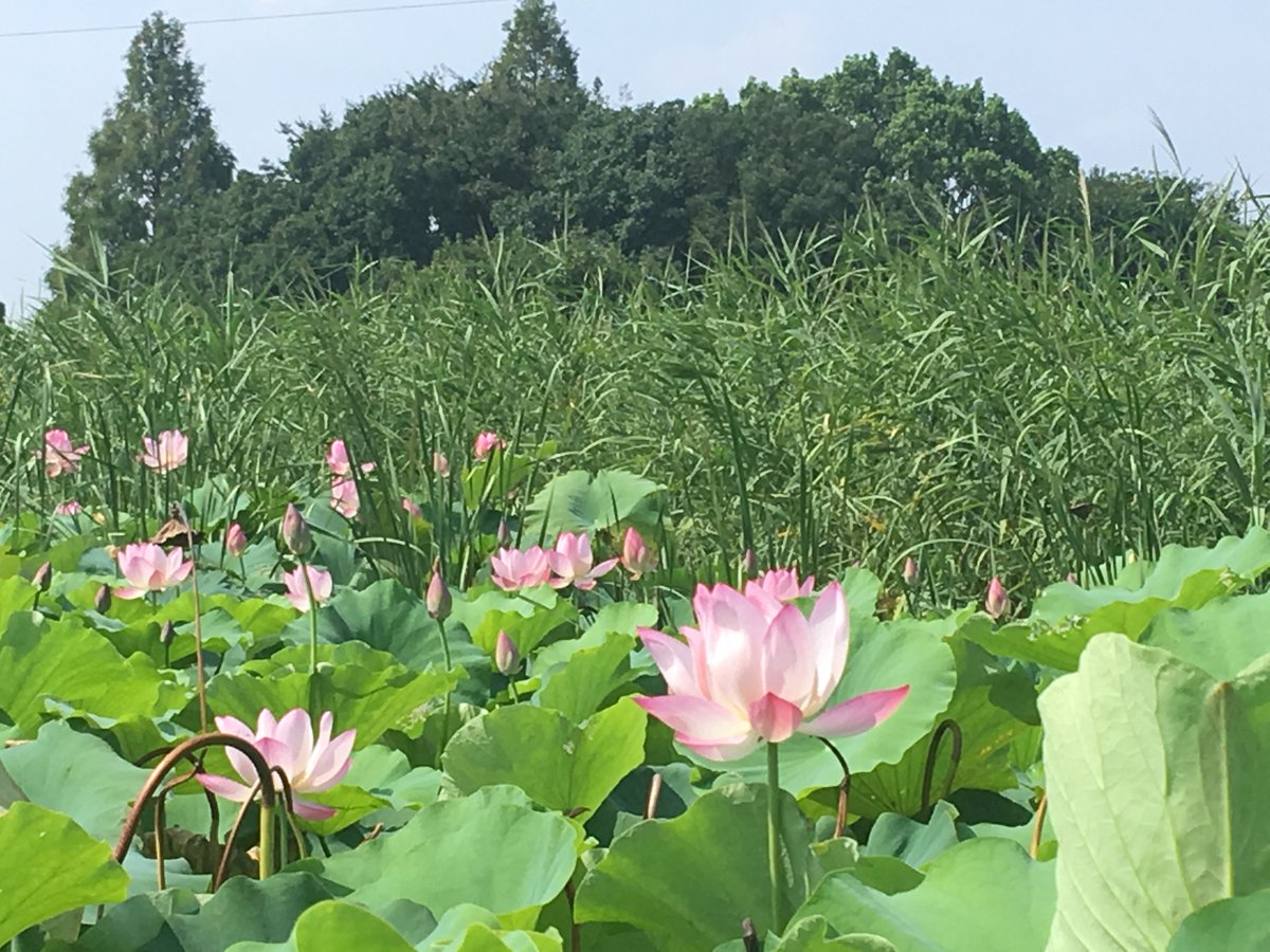 深北緑地 公式ツイッター No Twitter 越流で弱っていたハスが再び咲きだしています 深北緑地 ハス レンコン畑 越流で花が枯れた また咲いた つぼみもいっぱい