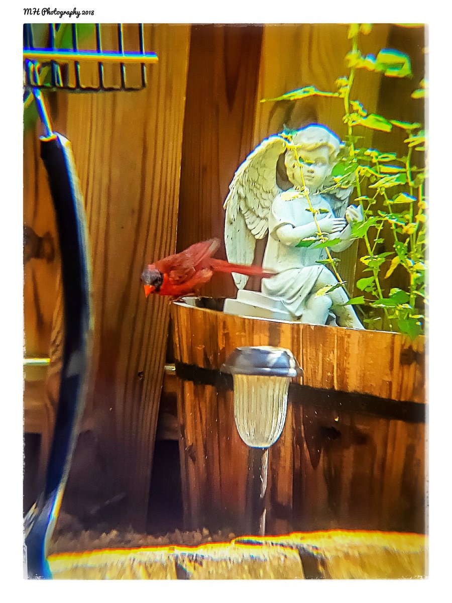 Northern Cardinal (Male) 8/10/18