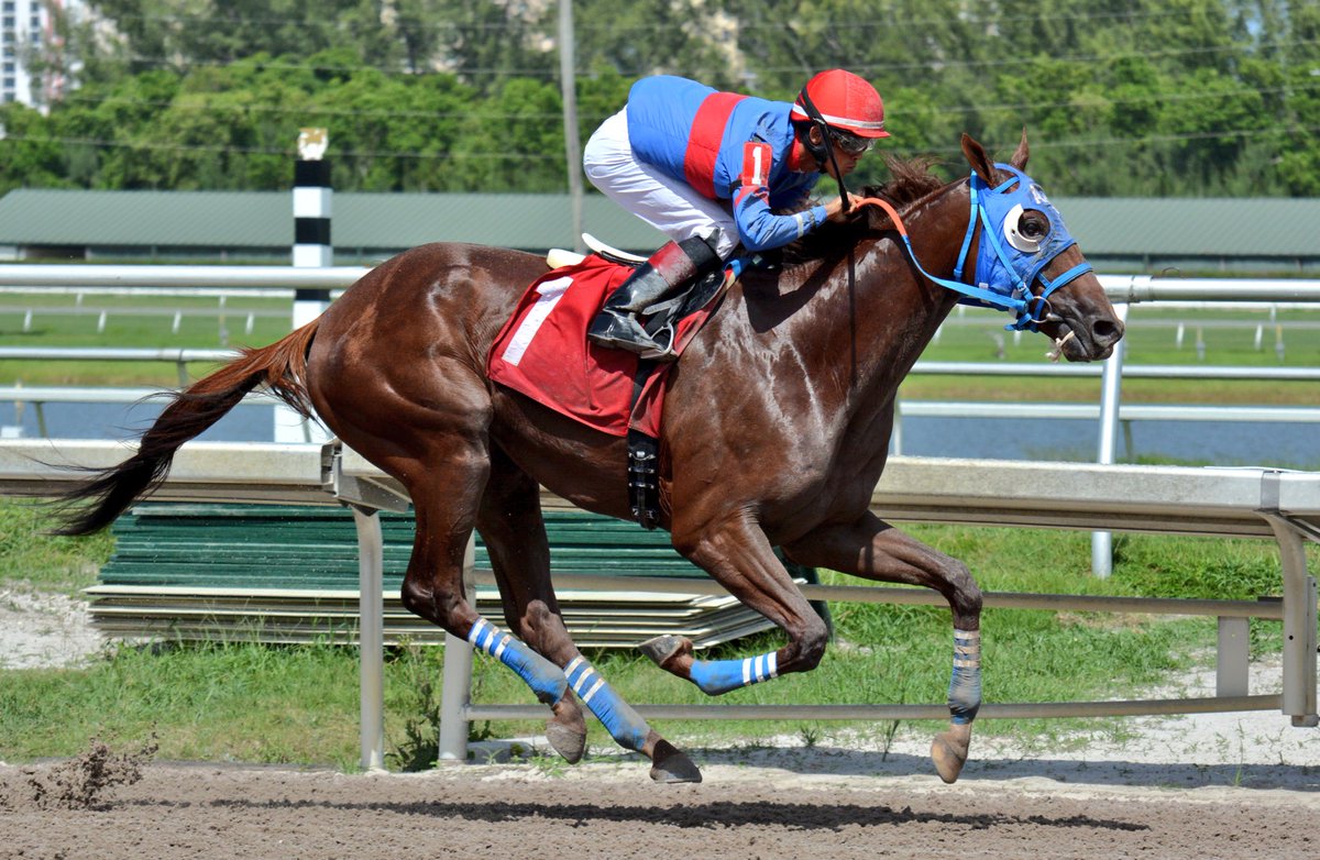AntelizJr's tweet image. Welcome Back Gunnevera!!!! #Gunnevera #GulfstreamPark @GulfstreamPark @ABRLive @BreedersCup @LiderEsDeporte @Purohipismo @hipismonet