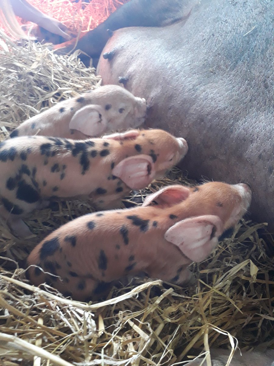 PIGLETS!!!! 🐖🐖🐖 
Clever Tigger has farrowed today, 9 of these little beauties 😁 what a clever girl #superstar #oxfordsandyandblackpigs #worthwaitingfor