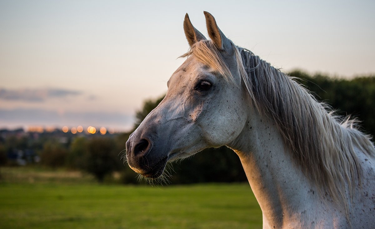Alltech's tweet photo. Is your senior horse receiving the right nutrition in their twilight years? Dr. Amanda Adams of @UKGluckCenter on supporting the health and immunity of our aging equine friends: https://t.co/Z8Puccnddm https://t.co/hq3NjybJe8