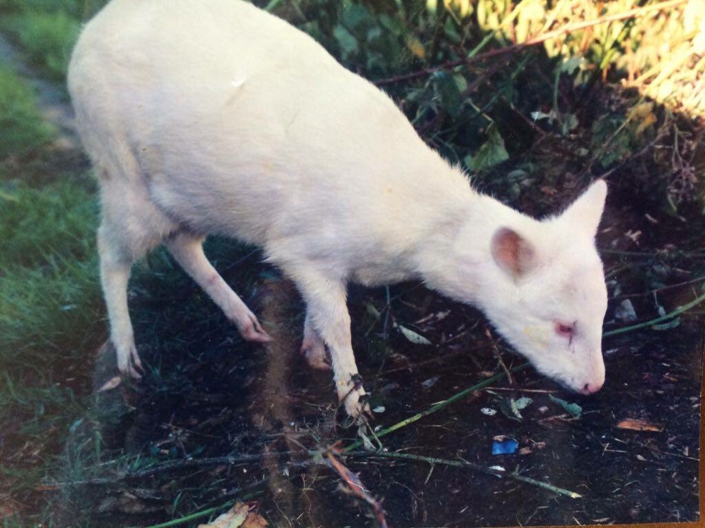 DefendamsChiloe's tweet image. INCREÍBLE 😍❤️😍 Entre tanto daño salmonero, la magia de la vida sigue ocurriendo en estas islas encantadas #PudúAlbino aparece en Huequetrumao #ChiloéMágico @CNNChile @latercera @Tele13_Radio @biobio @CHVNoticias @24HorasTVN @T13 @paloma_avila @Emol @CodeXverde