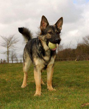 The_Animal_Team's tweet photo. STILL #MISSING #STOLEN MAX - 14 June 2018
Male #GermanShepherdDog Black &amp; Brown (Young Adult). Chipped &amp; Tagged.
Stolen from #Swafield  #Norfolk #NR28 area. #EastAnglia https://t.co/AMQF7VzmKS https://t.co/EksjRApxFs