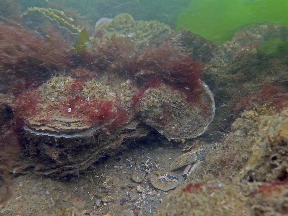 EANxMAG's tweet photo. Japanse oester helpt bedreigde Nederlandse platte oester - https://t.co/RW9Flv2iHL https://t.co/nJSWYgX2Op