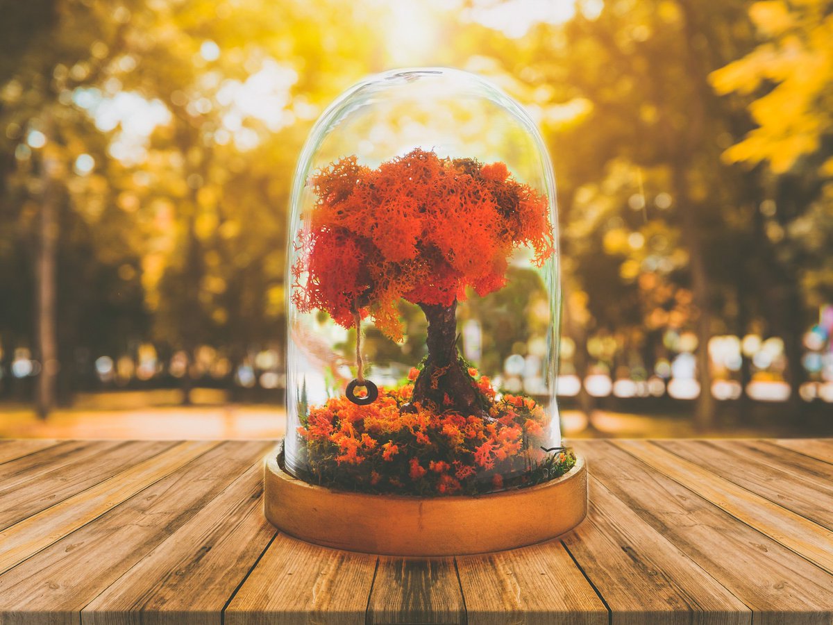 Rishstudio's tweet photo. Excited to share the latest addition to my shop: Autumn decorations, #etsy #housewarming #terrarium #terrariumkit #autumndecorations #autumnleaves #Autumn #fall #EtsySocial #etsychaching #miniature #terrarium #FridayFeeling #etsy #EtsyUK #miniatures https://t.co/eYiJJbuLbf
