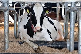 teamagronl's tweet photo. @de_Drent @roosvonk Zoiets bedoel je? #ligbed 😉 #koeborstel https://t.co/phW0eW6xsl