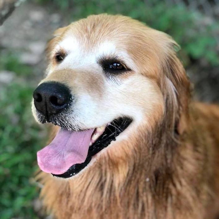YankeeGolden's tweet photo. MISSING!!! AMHERST, MA PLEASE SHARE!!! Last seen in the area of High Point Drive and Overlook Dr.
Tully is a 5 year old female golden retriever with a white face. Do not chase! Wearing a black collar. Please contact animal control or YGRR 978-568-9700 * 978-568-9738 https://t.co/RjFWa2T4lC