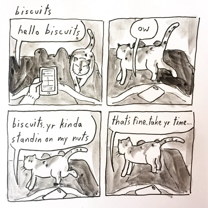 biscuits 