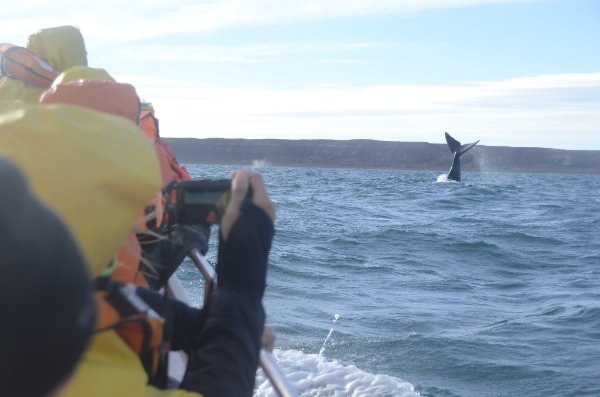 TitoBottazzi's tweet photo. Falta una semana para el único finde largo de Agosto.Venite a visitarlas 🐳🐳🐳. Reserva tu lugar: https://t.co/MzNKIT7pVB
📷Hernán Romero
#avistaje #whalewatch #NaturalezaSinLímites #Chubut #Patagonia #SouthernRightWhale #Invierno2018 #momentopirámides #turismo #Argentina https://t.co/ByNjpkKk6U