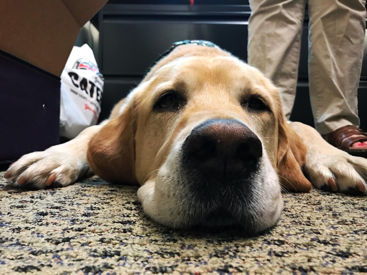 uw_ece's tweet photo. 🐕🐾 Pine was a guide dog-in-training until he realized that maybe he wasn't well-suited for that line of work. #UWEE Professor Chris Rudell adopted him after his "career change," and now Pine seems to bring joy and warmth with him wherever he goes.
#PetsofUWEE https://t.co/n36pJjchlt