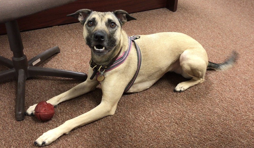 CourteousDogs's tweet image. A Milestone for Clara: Socialization Work Pays Off courteouscanine.com/a-milestone-fo…