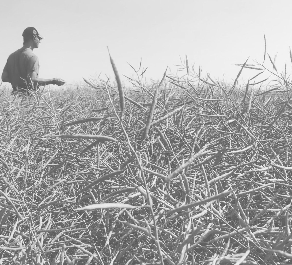 mcldak94's tweet photo. “But you know what, I’ll go to MacDonalds and eat some fries because somewhere in Canada they will be cooked in canola oil from this farm and I think that’s pretty neat.” #InVigorHealth #L157H #CargillSpecialtyCanola https://t.co/J2GAQbubA3