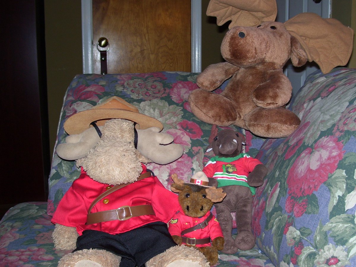 MoosieCozy's tweet photo. #BearWeekFriends #BearWeekFashion Me and Mac and Roscoe the rescue moose. https://t.co/LBaMzZjzjL