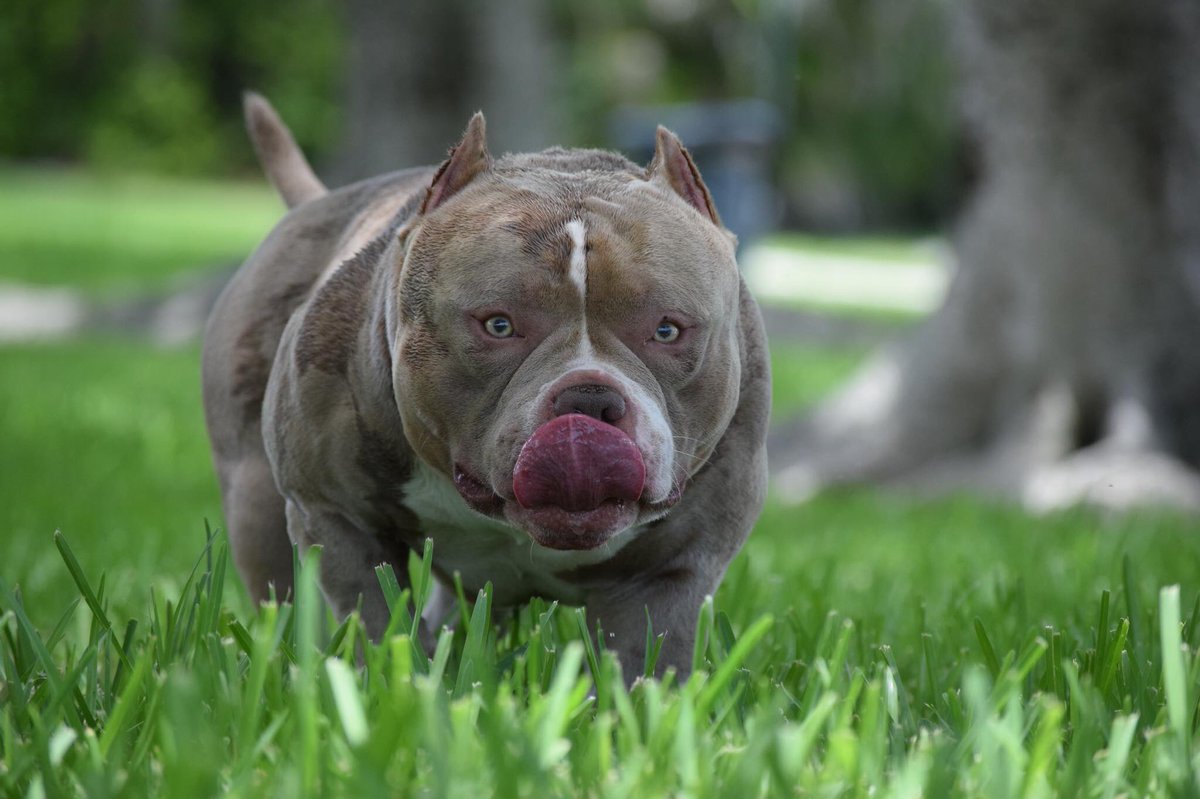 BullyKingMag's tweet photo. VENOM ๐ท
๐ https://t.co/3ApTSiYSLx
#LouisVLine #Venomโ โ #Venomline #TexasSizeBullies https://t.co/3Tibjgiz5B