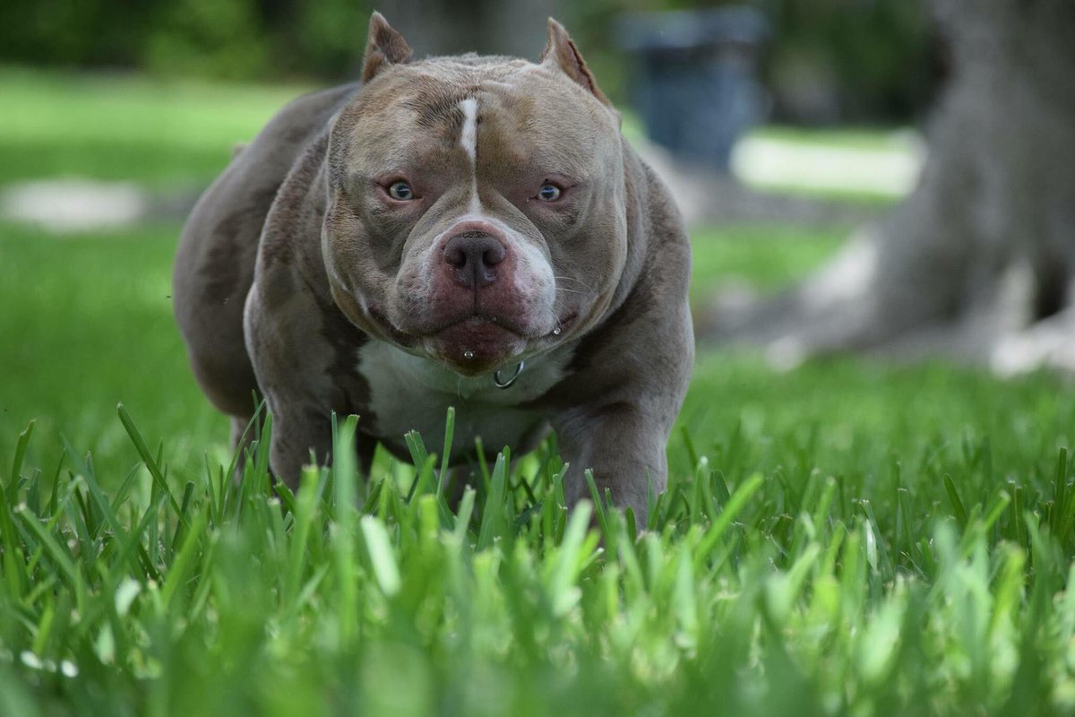 BullyKingMag's tweet photo. VENOM ๐ท
๐ https://t.co/3ApTSiYSLx
#LouisVLine #Venomโ โ #Venomline #TexasSizeBullies https://t.co/3Tibjgiz5B