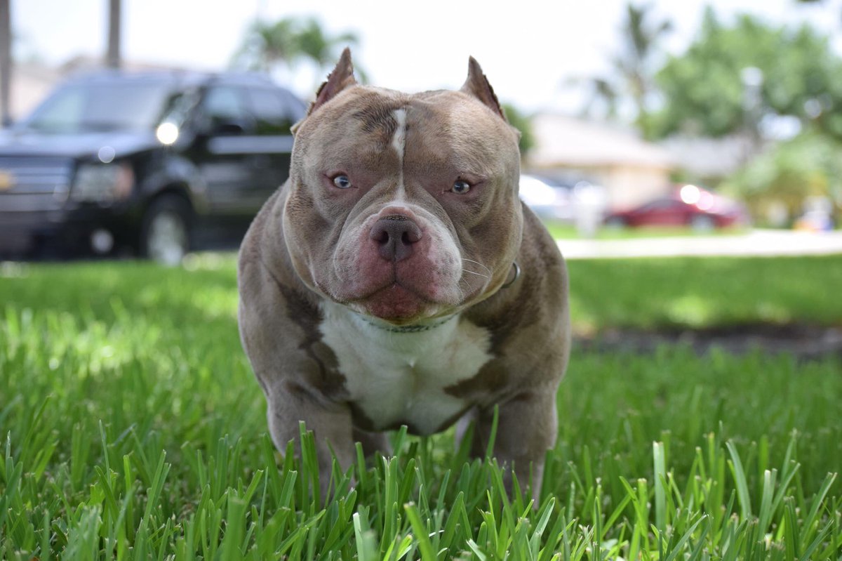 BullyKingMag's tweet photo. VENOM ๐ท
๐ https://t.co/3ApTSiYSLx
#LouisVLine #Venomโ โ #Venomline #TexasSizeBullies https://t.co/3Tibjgiz5B