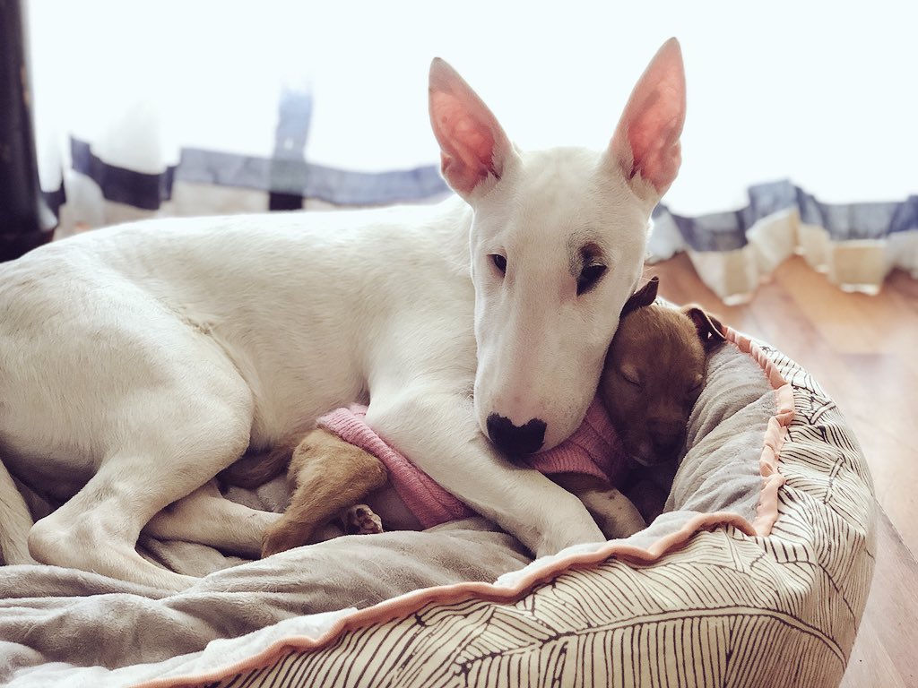 #Rescue runs in our family ❤️

#Pumpernickel #Potluck #rescuedandloved