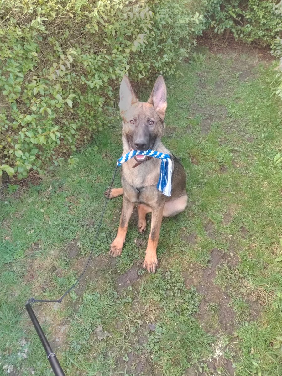 BaconShortbread's tweet photo. @polscotdogs He's a fab dog so far. I'll be doing some tracking and maybe agility with him so he has a job. Rex already finds car keys on command. 😁 It's a shame there aren't working dog clubs up in Scotland. https://t.co/SiGUT33knq