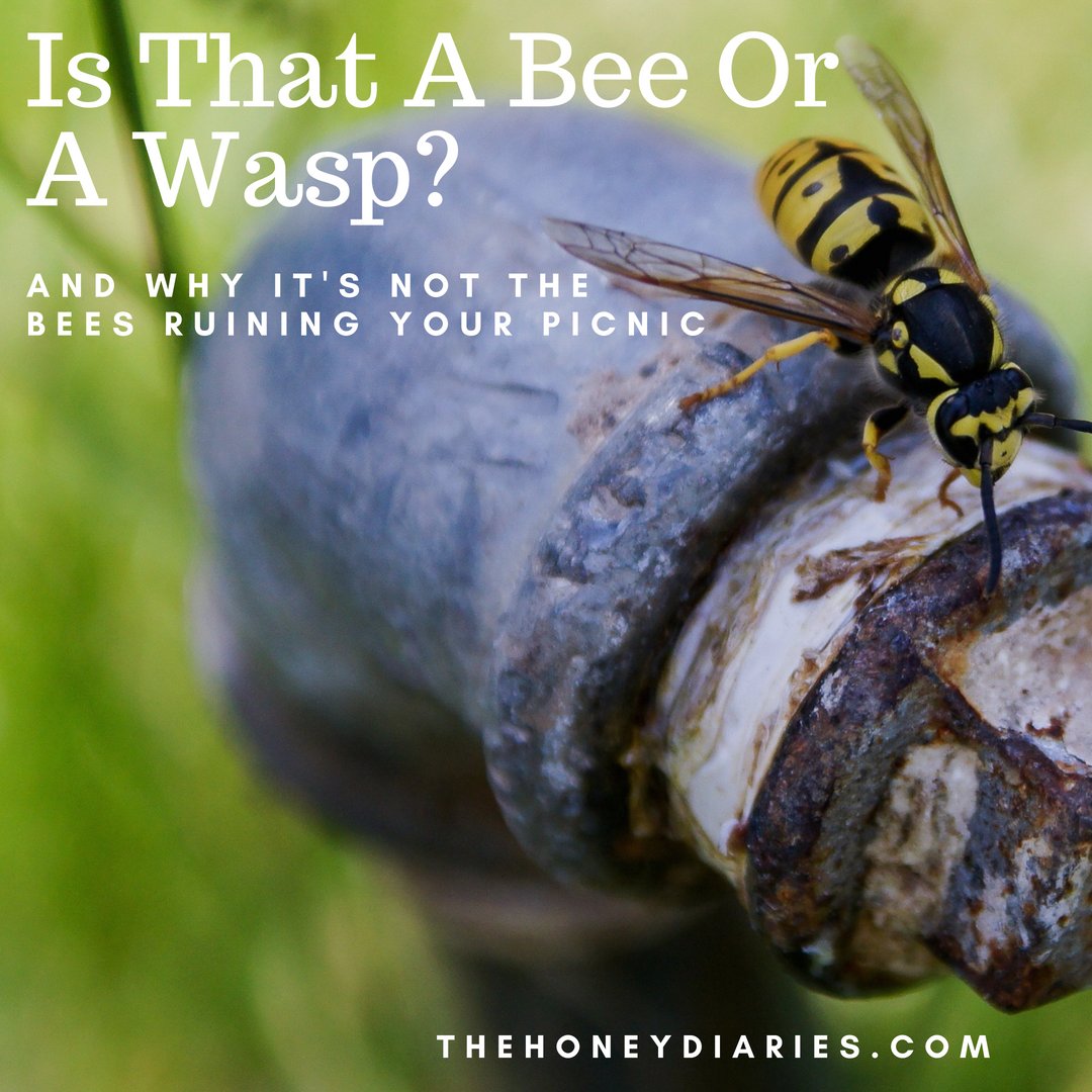 I can sense my inner beek come to the surface when someone calls a wasp a bee... anyone else? Learn about the big differences between them both on our blog! 🐝