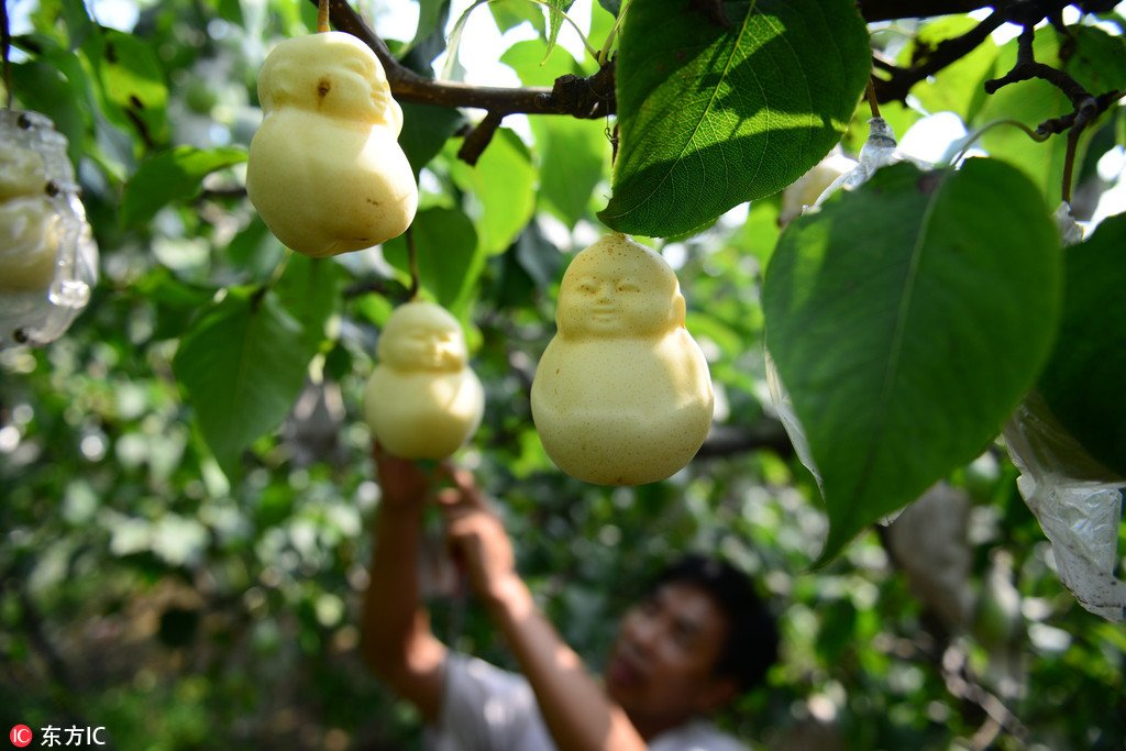 ChinaDaily's tweet photo. A Chinese farmer in Handan, North China's Hebei province, has harvested Buddha-shaped pears in his orchard. The pears are made that shape through "plastic surgery," by using a mold when the fruit starts to grow. #fruit (Photo: IC) https://t.co/e5FabxebT8