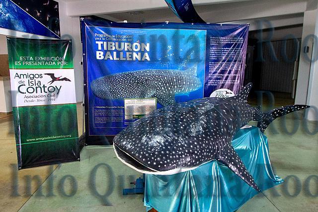 infoqroomex's tweet photo. #Cancun 🌊🐋
#TiburónBallena en el @PlanetarioCun #KaYok
@karlapo
https://t.co/yzDbrL83xO https://t.co/DkKRpBBr8v