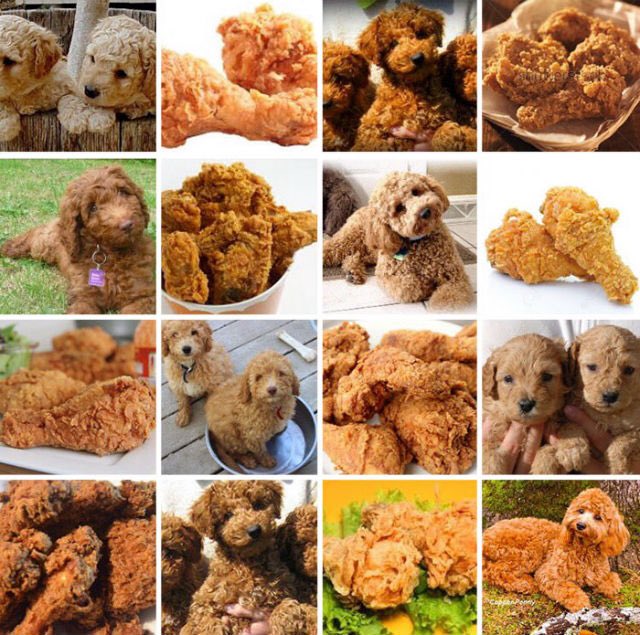 RichieRich_68's tweet photo. @bdsams @seh Until AI can tell the difference between fried chicken and Goldendoodles we might be safe for awhile.. https://t.co/w09OyQjYMM