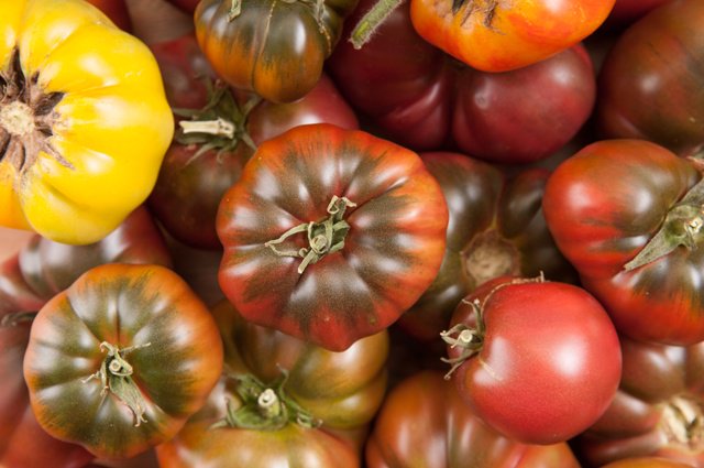 BrysonFarms's tweet photo. The best selection of Heirloom Tomatoes in the region! All Certified Organic and all grown on our farm in Shawville! No "fake" tomatoes here! Sample them this Sunday @OttawaFarmMkt at Lansdowne Park (9am-3pm). Pick your favourites to take home! Come early for the best selection. https://t.co/qfx5gLiIwR