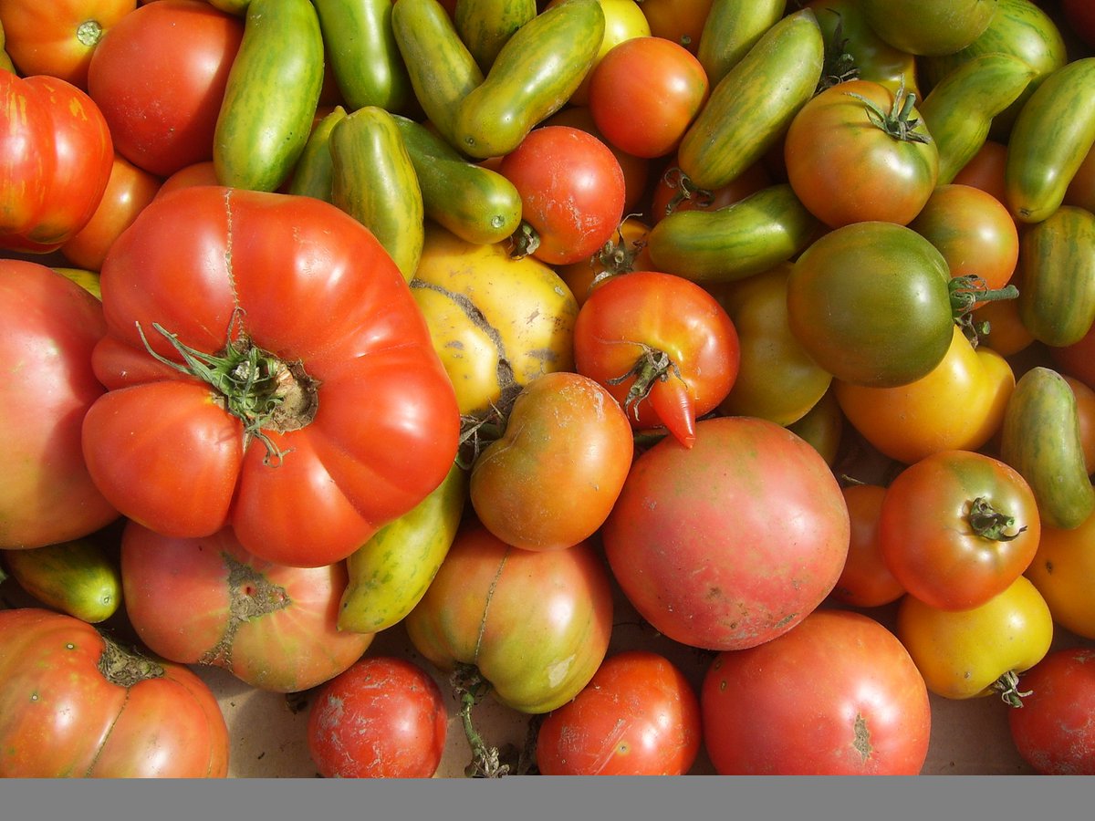 BrysonFarms's tweet photo. The best selection of Heirloom Tomatoes in the region! All Certified Organic and all grown on our farm in Shawville! No "fake" tomatoes here! Sample them this Sunday @OttawaFarmMkt at Lansdowne Park (9am-3pm). Pick your favourites to take home! Come early for the best selection. https://t.co/qfx5gLiIwR