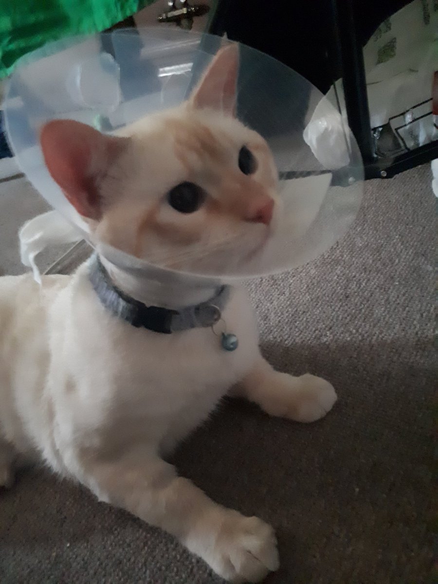 Bluebomberimo's tweet image. He's home