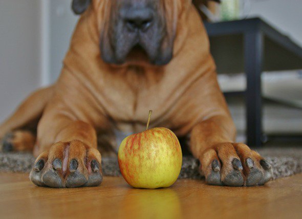 PetMD's tweet photo. Apple Cider Vinegar has quickly taken on the status of a superfood, but is it safe for pets to ingest? https://t.co/EIeSOQicVX https://t.co/1QcNouxmLD