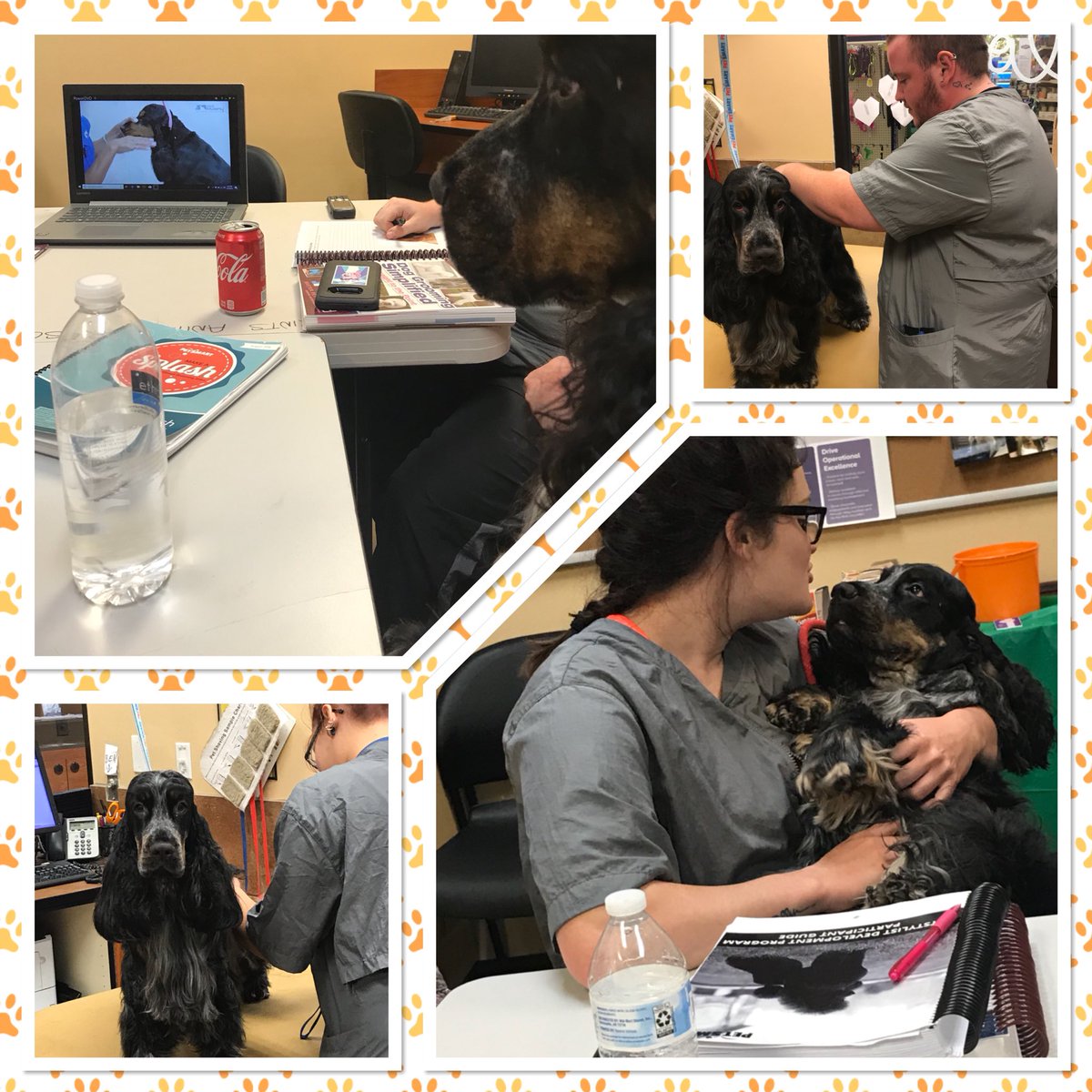 Ducky Dawg made an appearance for Sporting Day in Academy.  The students loved learning about English Cockers and got plenty of cuddles.  #inspiredbypets #DuckyDawg #TraineesRock #StandOut @pghaney <a href="/KurtD_Salons/">Kurt Dennis</a> @PetSmart_DaveK #lifeatpetsmart