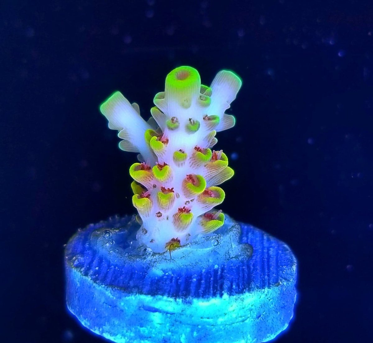 BudmansCorals's tweet image. Some buds were just born to be a 🌟!

Reef Raft Usa Pink Floyd