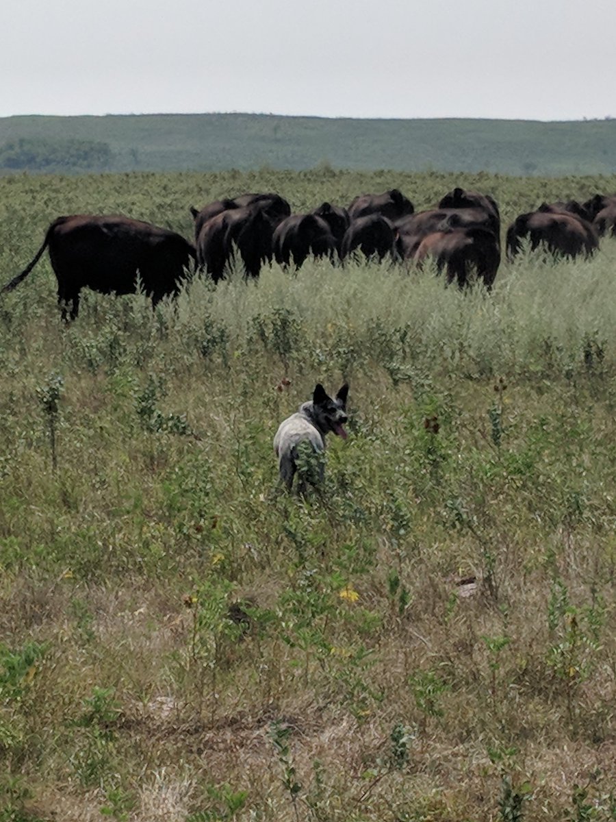 jasonetopp's tweet photo. Kira the Cow Dog sure does love what she was born to do! Her boundless energy and desire to work are truly a thing to behold! #kirathecowdog https://t.co/iRTuDhxnLt