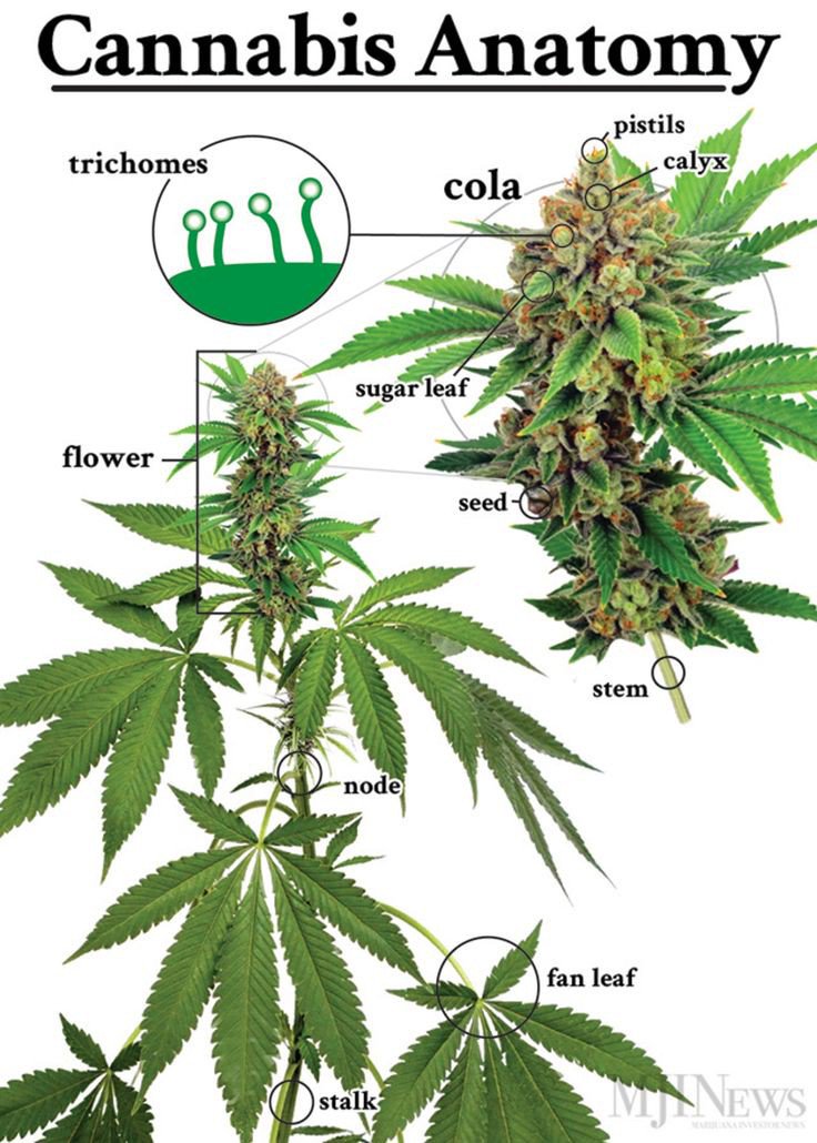 WeedMafiaClub's tweet photo. #knowledge is a #power. #cannabis #marijuana #weed #CannabisCommunity #cannabisculture #weedmafiaclub https://t.co/BGDDlzcSpv