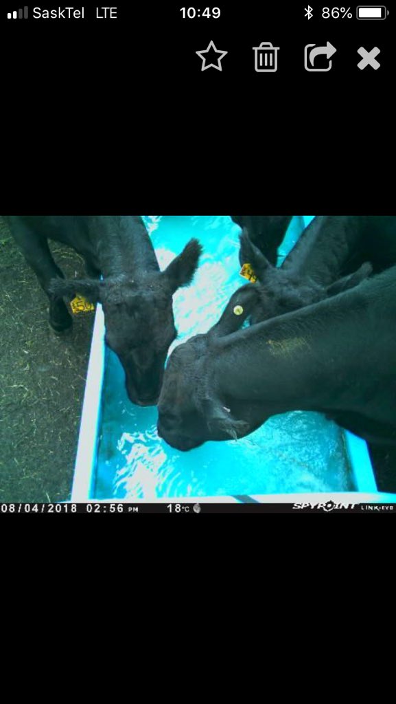 khextall's tweet photo. We spend less time and check the water more often. This week we added a #Spypoint trail cam to our #SundogSolar watering system and receive pictures on our cellphones. Keeps a close watch on 35 degree days. #Animalcare #CdnAg. https://t.co/LbBorFBBBG