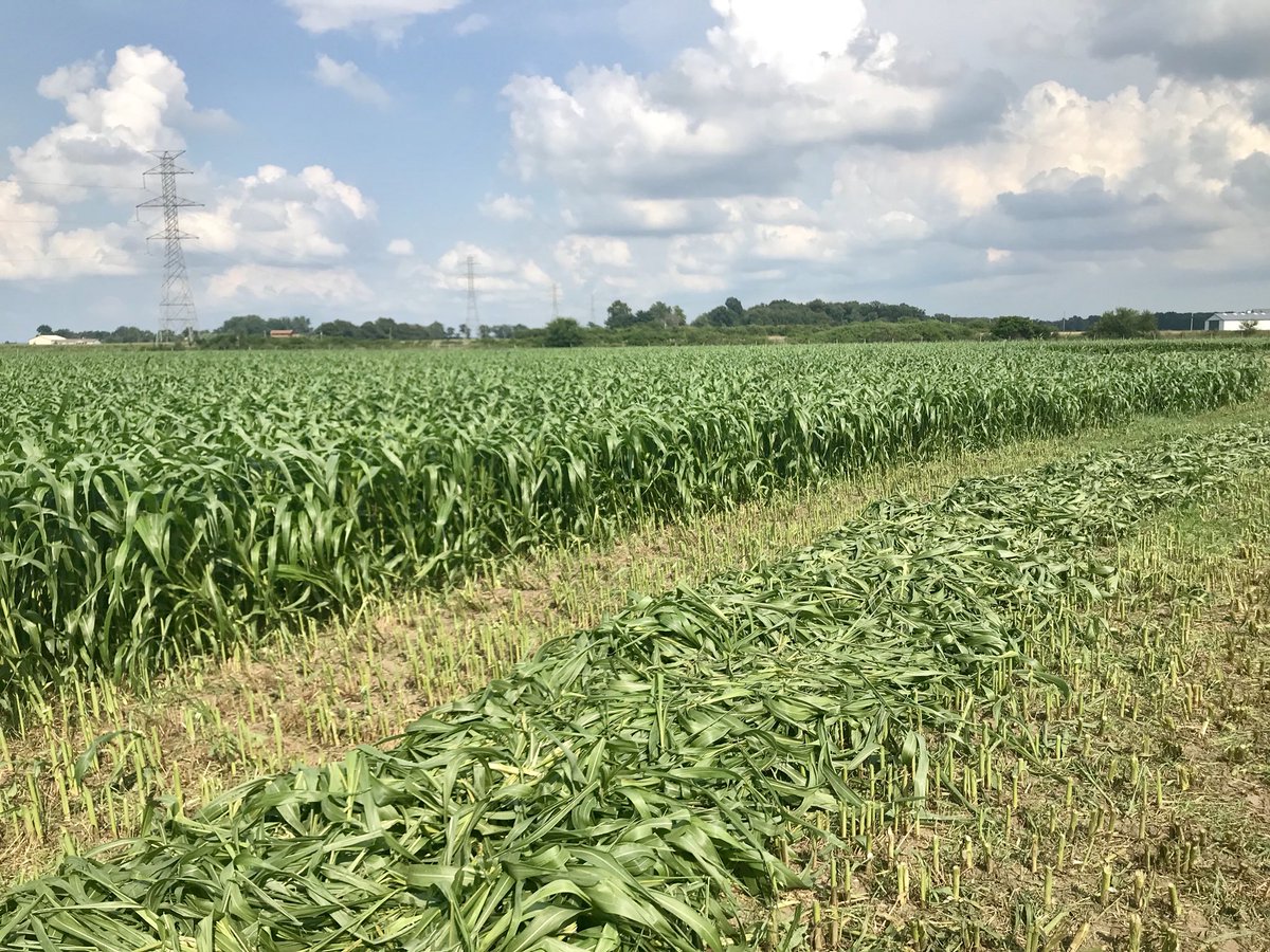 covercropgal's tweet photo. Let’s take a minute to reflect how many acres were planted to sorghum sudangrass this year in Indiana. 😱Took off like a rocket ship! 🚀
There’s going to be some happy cows eating all of this Dense Tonnage BMR BD! 🐂🌱 #summerannuals #SummerSelect https://t.co/gMAhS39jKf